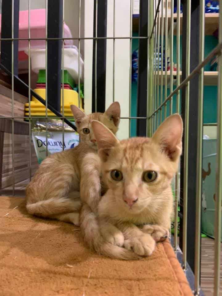 The Pet Ban Pho (เดอะเพ็ทสัตวแพทย์) 6