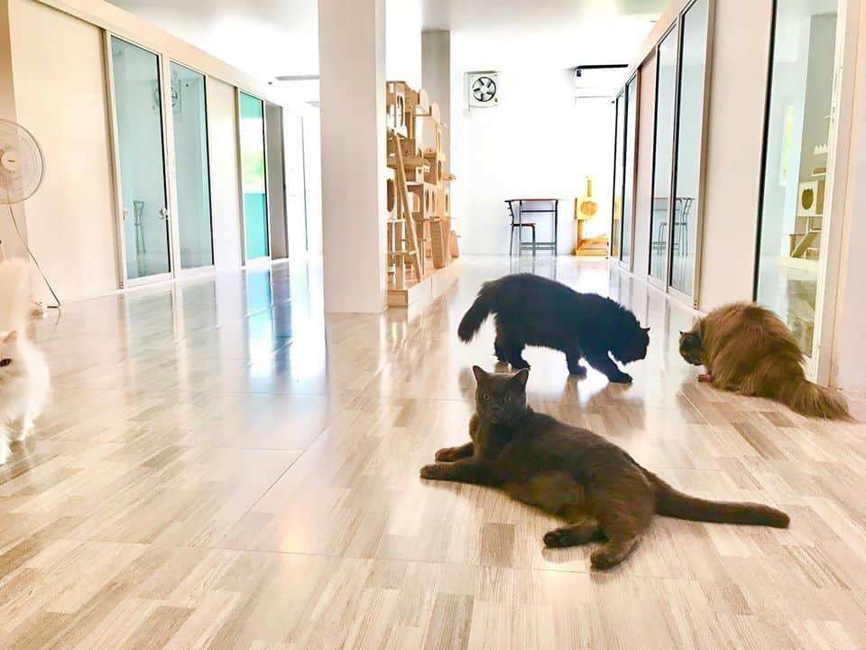 Cat Keeper Hotel (บางแค) 3