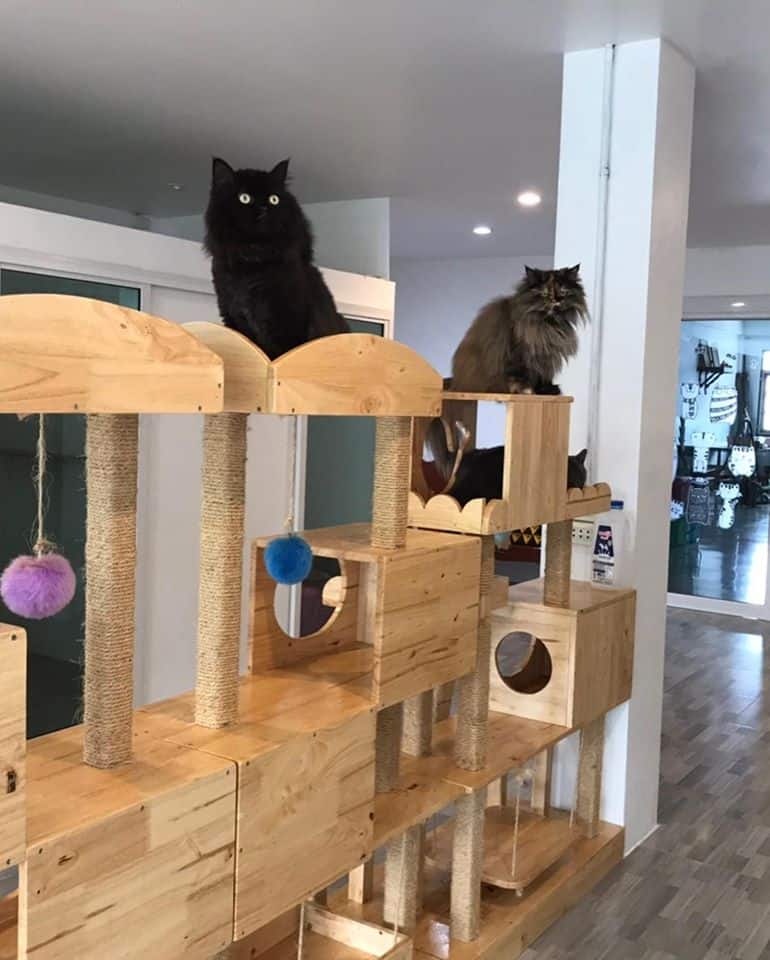Cat Keeper Hotel (บางแค) 4