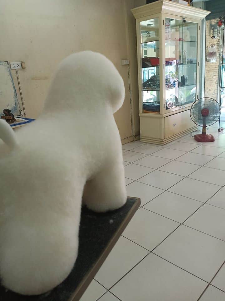 Graphic Grooming (โรงเรียนสอนอาชีพตัดขนสุนัข) 9