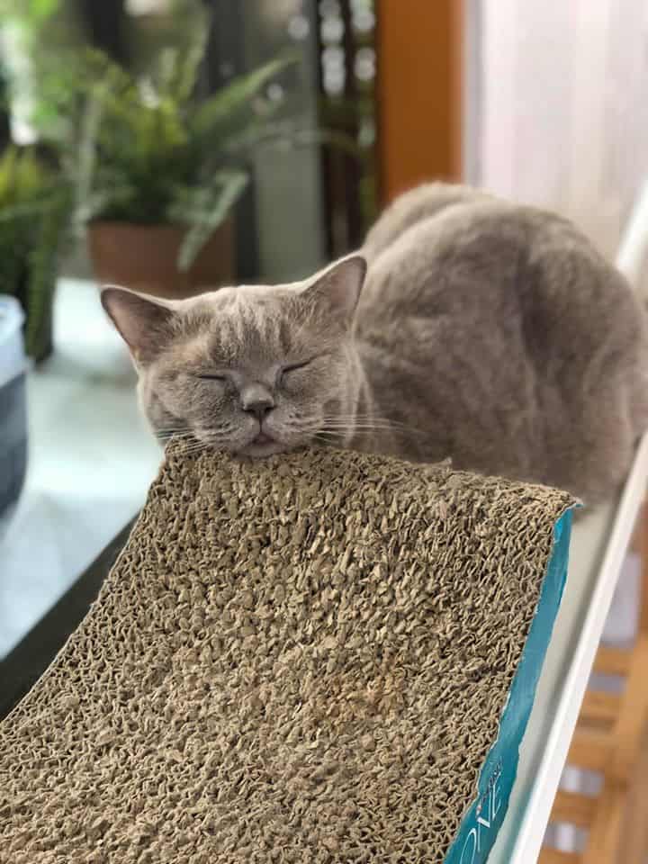 Year of The Cat Cafe (เยียร์ ออฟ เดอะ แคท คาเฟ่) 8