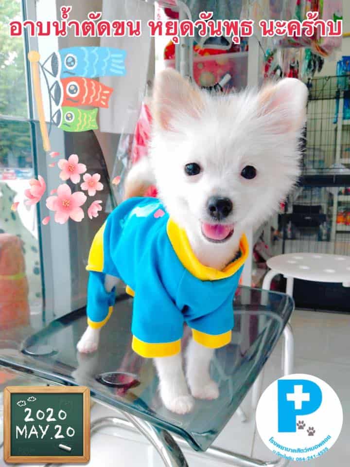 Ploy Vet (โรงพยาบาลสัตว์หมอพลอย ม.ฉัตรไพลิน) 4