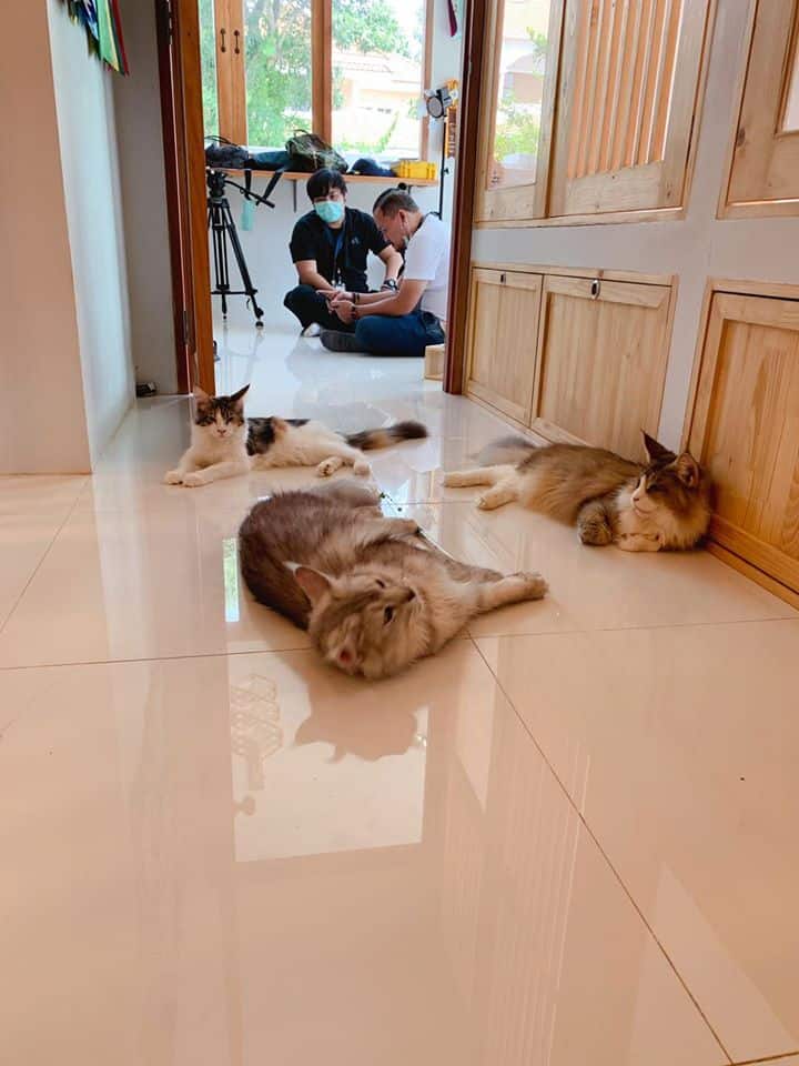 Tigercooncat Kingdom (นนทบุรี) 8