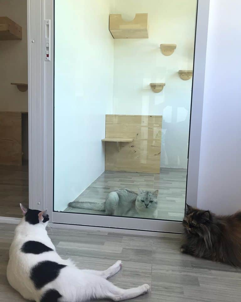 Cat Keeper Hotel (บางแค) 5