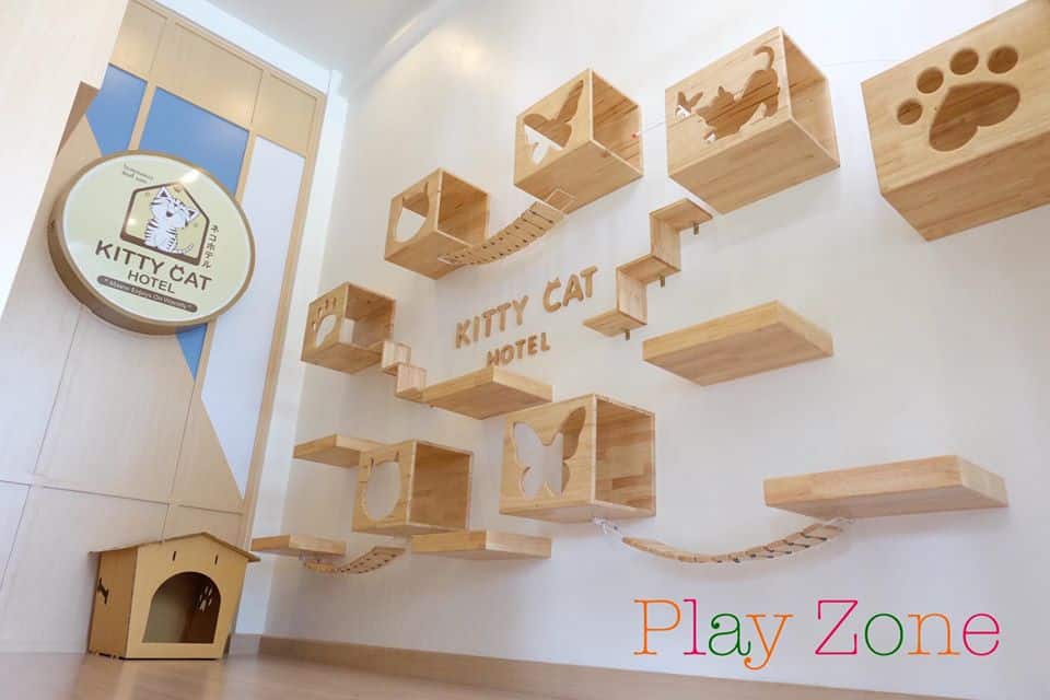 Kitty Cat Hotel (โรงแรมแมว คิตตี้แคท) 3
