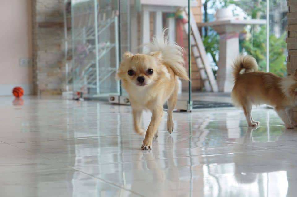 Cat & Dog Hoteru (รามคำแหง124) 3