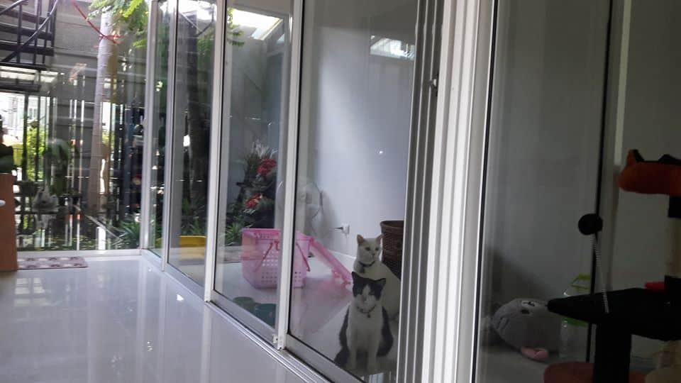 Cat-inn (พัฒนาการ 38) 9
