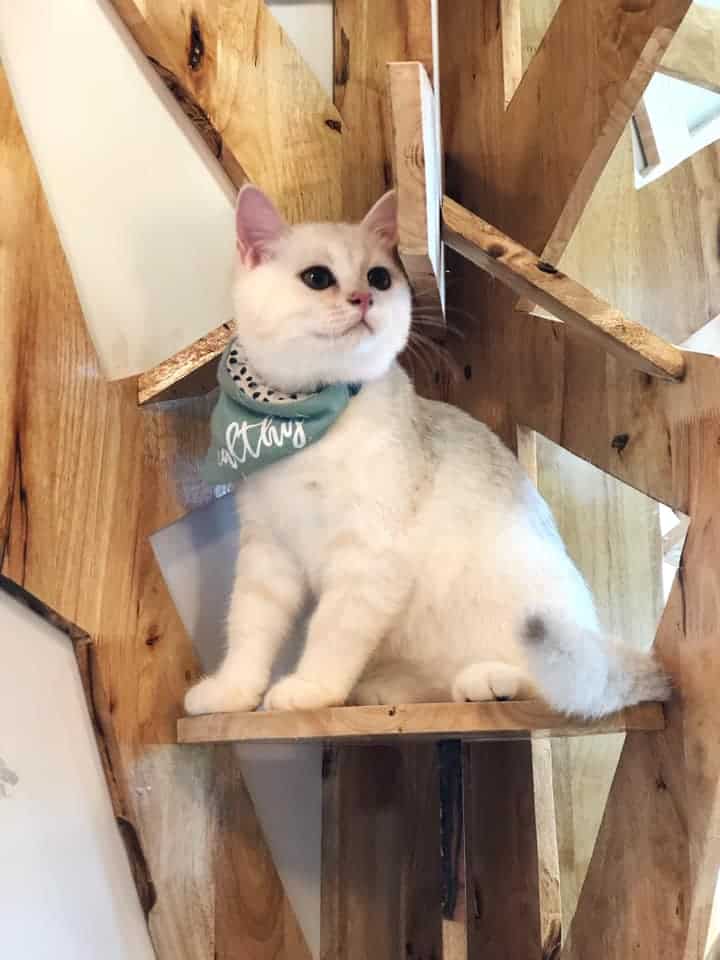 Atrium Ladkrabang Vet Care (คลินิก เอเทรียม ลาดกระบัง-อ่อนนุช รักษาสัตว์) 9