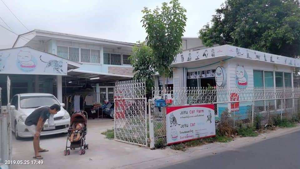 JoYu Cat Hotel (โรงแรมแมวโจยุ) 7