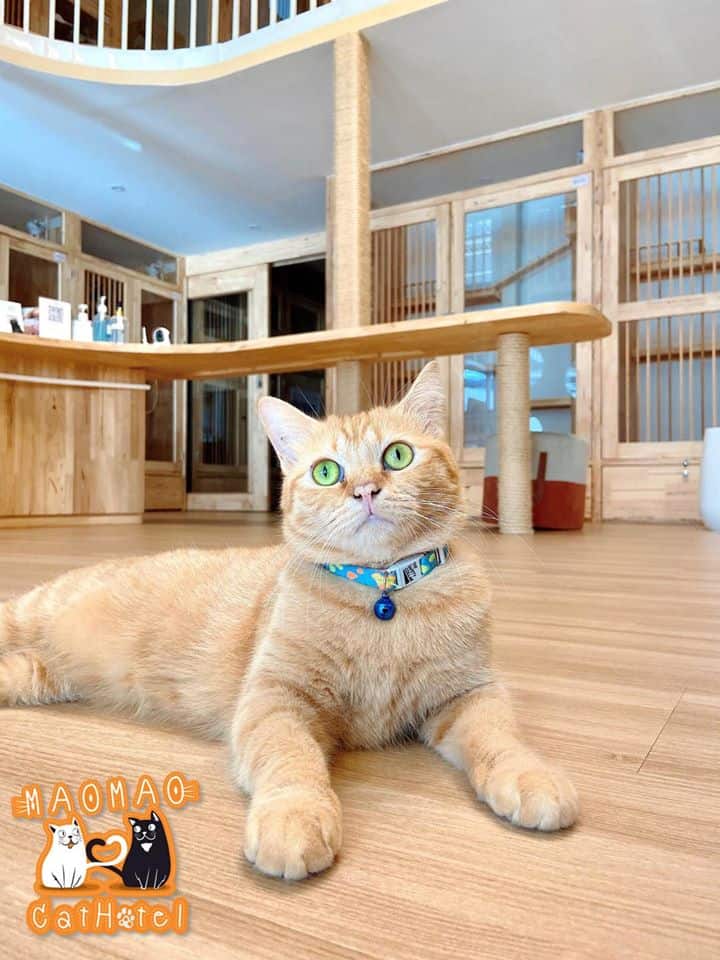 Mao Mao Cat Hotel (พัทยา) 5