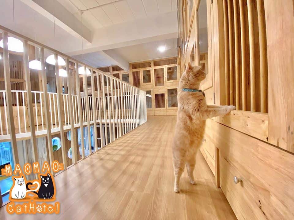 Mao Mao Cat Hotel (พัทยา) 6