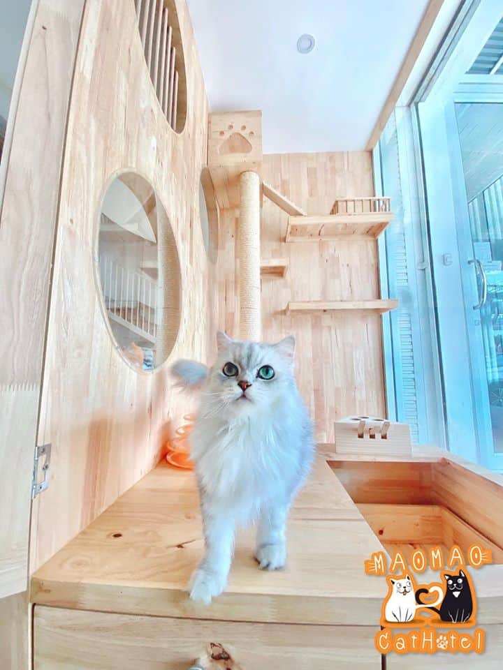 Mao Mao Cat Hotel (พัทยา) 7