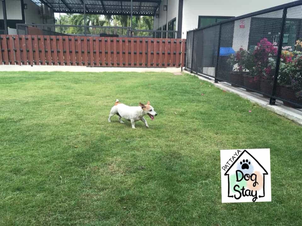Pattaya Dog Stay (ชลบุรี) 4