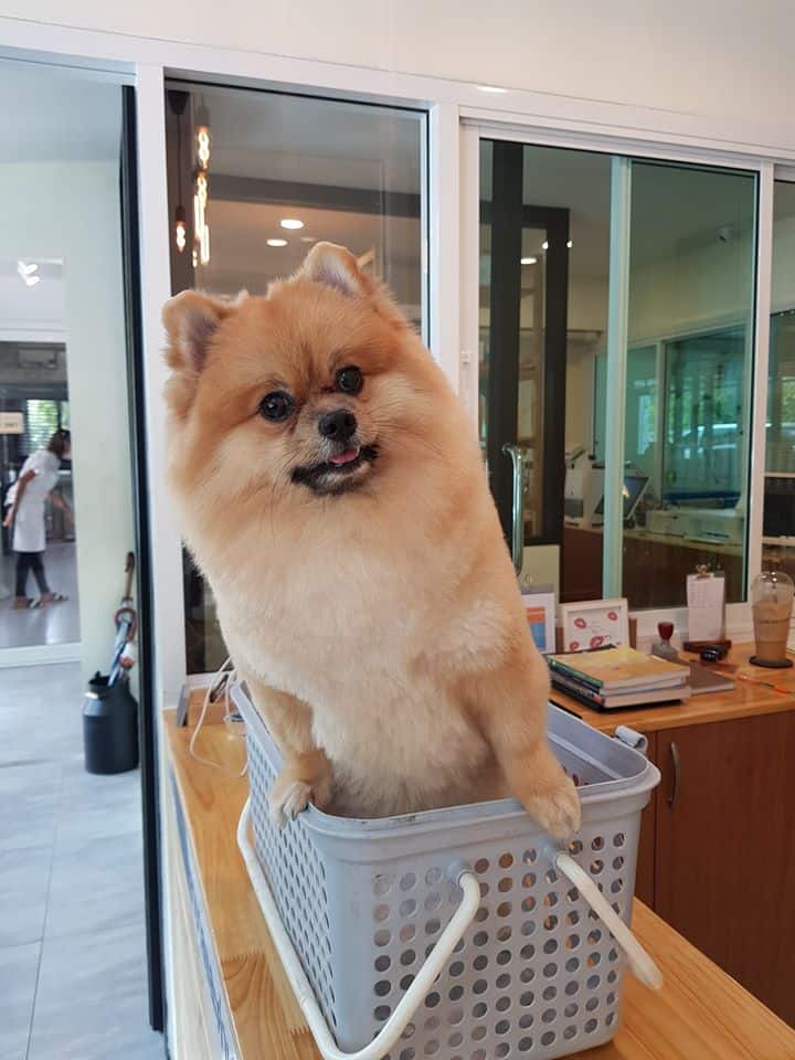 Dibuk Pet Hospital (โรงพยาบาลสัตว์ดีบุก) 3
