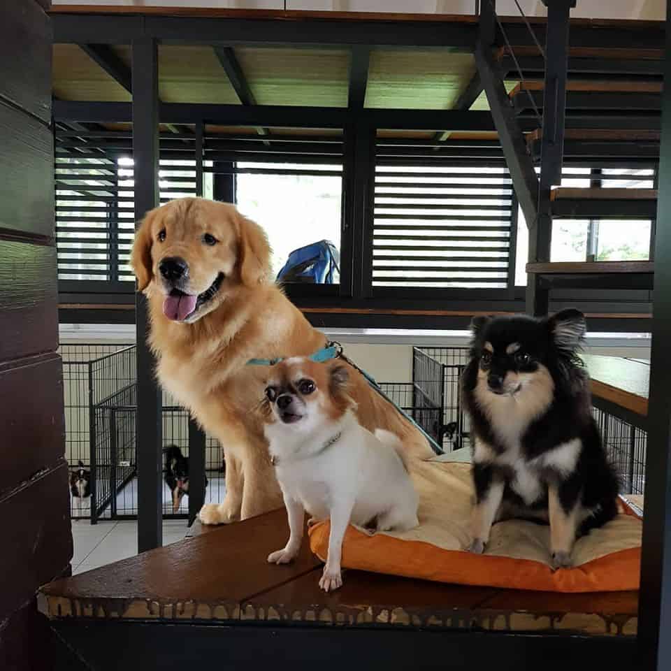 Dibuk Pet Hospital (โรงพยาบาลสัตว์ดีบุก) 4
