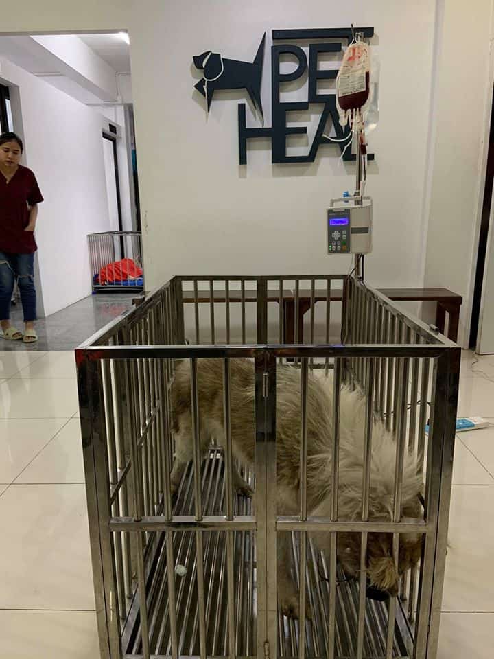 Pet Heal Animal Hospital (โรงพยาบาลสัตว์เพ็ทฮิว) 2