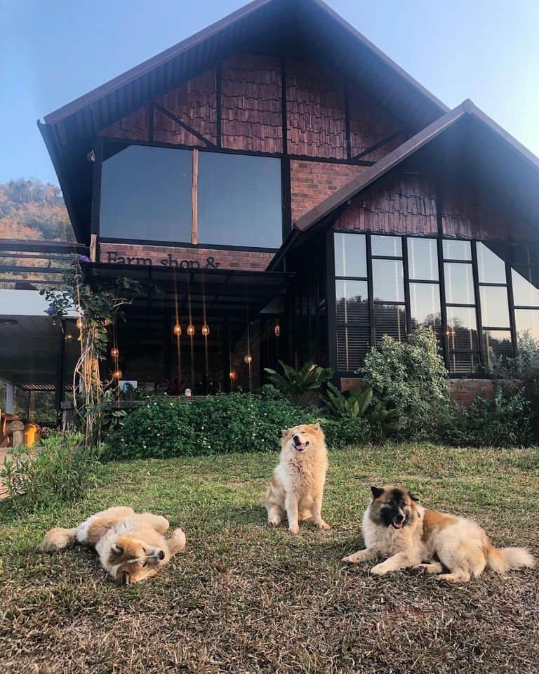 KhaoYai The Mango House Farm บ้านหมากม่วง 8