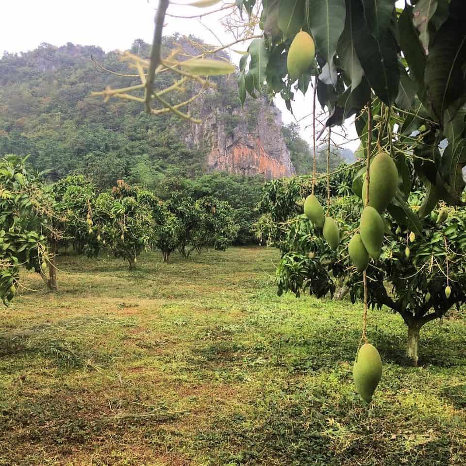 KhaoYai The Mango House Farm บ้านหมากม่วง 2