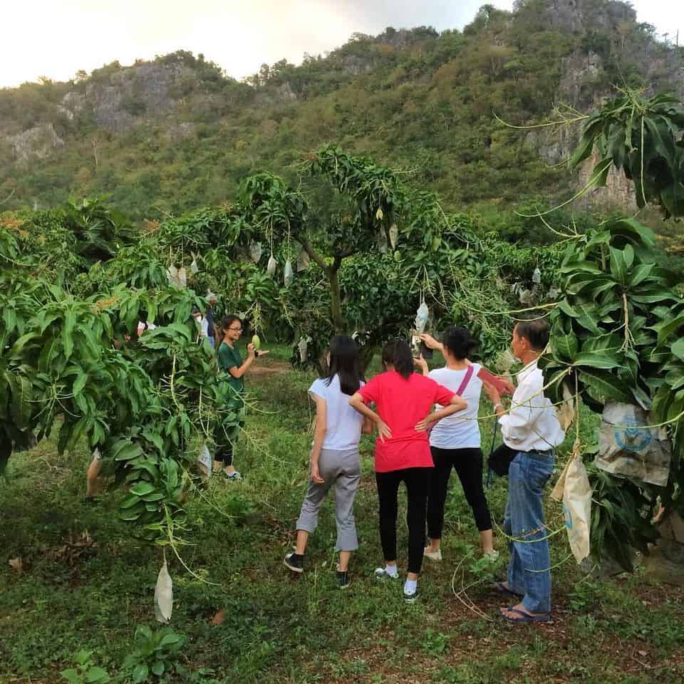 KhaoYai The Mango House Farm บ้านหมากม่วง 3