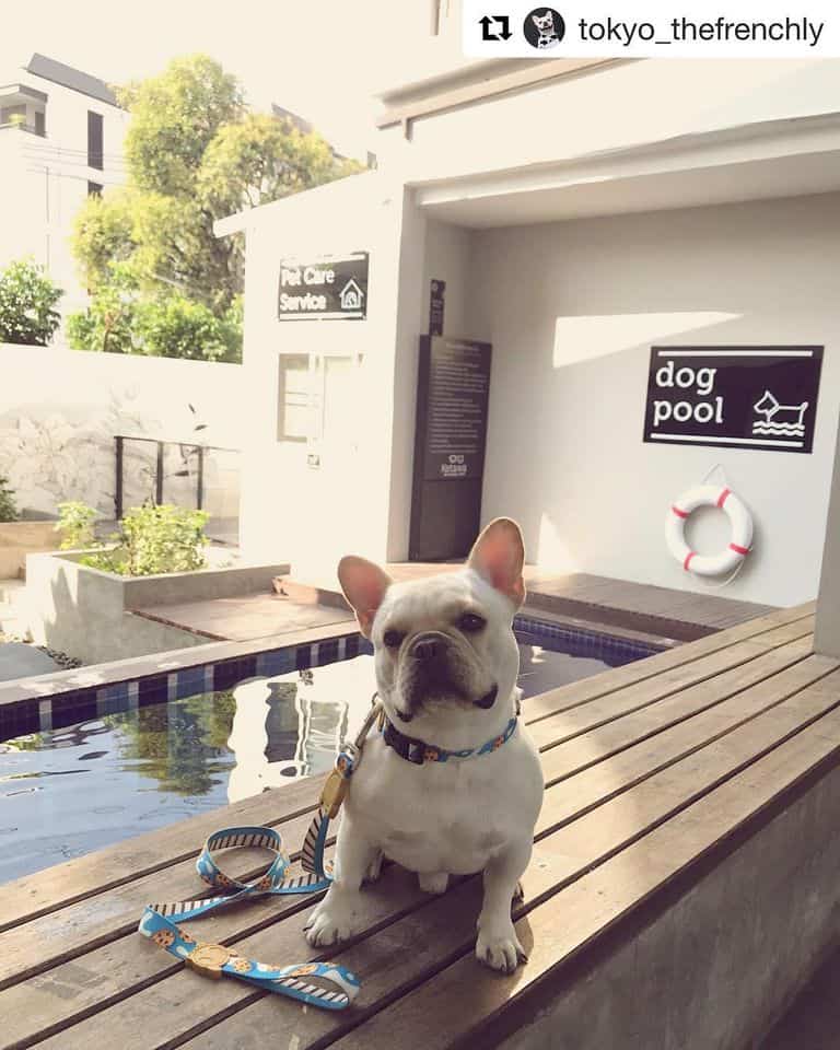 KETAWA Pet Friendly Hotel and Cafe 6