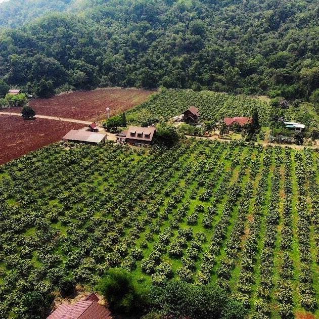 KhaoYai The Mango House Farm บ้านหมากม่วง 5