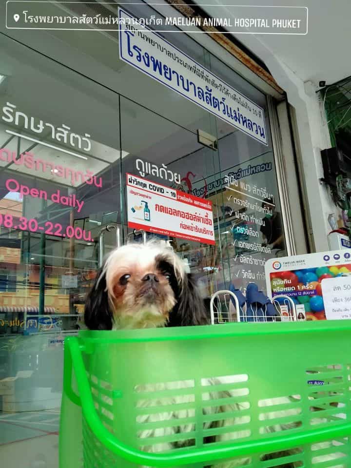Maeluan Animal Hospital Phuket (โรงพยาบาลสัตว์แม่หลวนภูเก็ต) 6