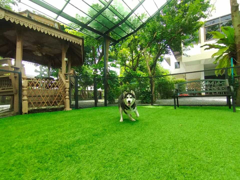 Jungle De Woof (ทวีวัฒนา) 9