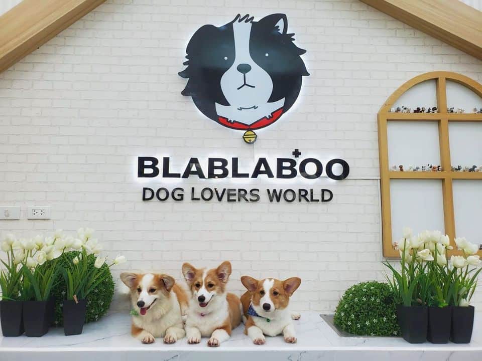 Blablaboo (คาเฟ่หมาหอนอยุธยา) 6