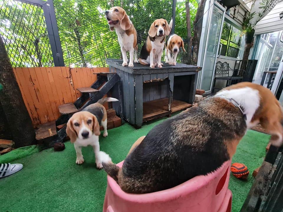 Maeluan Animal Hospital Phuket (โรงพยาบาลสัตว์แม่หลวนภูเก็ต) 7