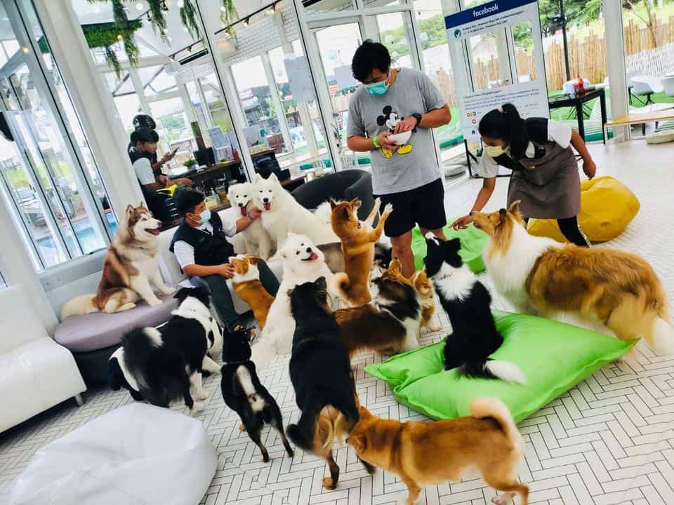 Blablaboo (คาเฟ่หมาหอนอยุธยา) 9