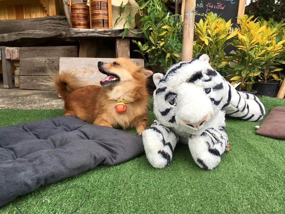 Pet Mania Clinic Ratchaburi (เพ็ทมาเนีย รักษาสัตว์) 2