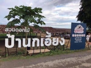 สวนดอกไม้ป้านกเอี้ยง (เชียงใหม่) 2