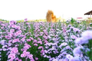 สวนดอกไม้ป้านกเอี้ยง (เชียงใหม่) 6