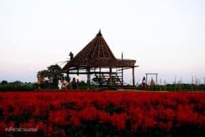 สวนดอกไม้ป้านกเอี้ยง (เชียงใหม่) 8