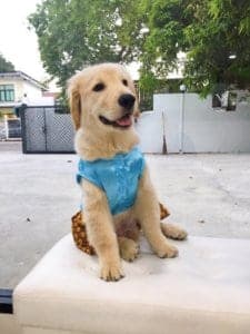 The Nine Animal Hospital (โรงพยาบาลสัตว์เดอะไนน์) 2