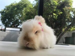 The Nine Animal Hospital (โรงพยาบาลสัตว์เดอะไนน์) 3