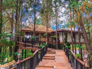 Cedar ป่าสน Cafe (เขาค้อ) 4