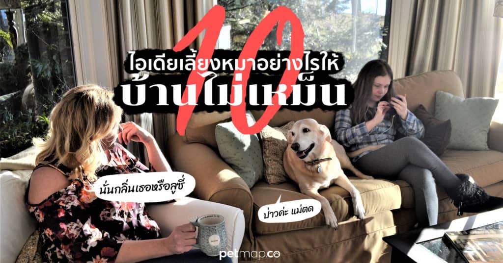 18 ไอเดีย Pet-First Design เมื่อเขาเป็นคนในครอบครัวมากกว่าสัตว์เลี้ยง การออกแบบจึงไม่หยุดแค่ Pet-Friendly 2 18 ไอเดีย Pet-First Design เมื่อเขาเป็นคนในครอบครัวมากกว่าสัตว์เลี้ยง การออกแบบจึงไม่หยุดแค่ Pet-Friendly 2