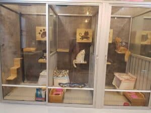 Hachi Happy Home โรงแรมแมวพิษณุโลก 8