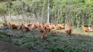 บ้านไร่แทนไทฟาร์มสเตย์ (Tantai Farm Stay) 5