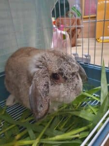 Wild Square Vet Clinic 9