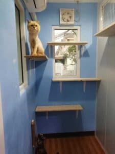Crazy in Purr Cat Hotel 4