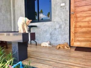 บ้านใยไหม (Yaimai resort) 1