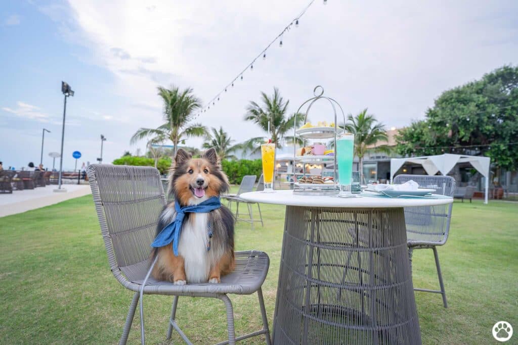 Avani+ Hua Hin สุนัขพักได้ กับ 16 ข้อดี Pet Friendly ดีที่สุดแห่งหนึ่งในไทย (รีสอร์ท 5 ดาว) 16 Avani+ Hua Hin สุนัขพักได้ กับ 16 ข้อดี Pet Friendly ดีที่สุดแห่งหนึ่งในไทย (รีสอร์ท 5 ดาว) 16