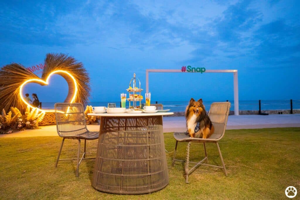 Avani+ Hua Hin สุนัขพักได้ กับ 16 ข้อดี Pet Friendly ดีที่สุดแห่งหนึ่งในไทย (รีสอร์ท 5 ดาว) 45 Avani+ Hua Hin สุนัขพักได้ กับ 16 ข้อดี Pet Friendly ดีที่สุดแห่งหนึ่งในไทย (รีสอร์ท 5 ดาว) 45