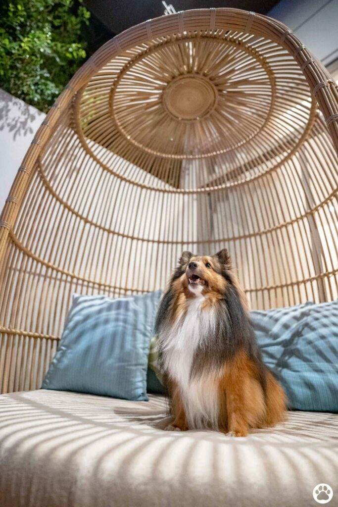 Avani+ Hua Hin สุนัขพักได้ กับ 16 ข้อดี Pet Friendly ดีที่สุดแห่งหนึ่งในไทย (รีสอร์ท 5 ดาว) 24 Avani+ Hua Hin สุนัขพักได้ กับ 16 ข้อดี Pet Friendly ดีที่สุดแห่งหนึ่งในไทย (รีสอร์ท 5 ดาว) 24