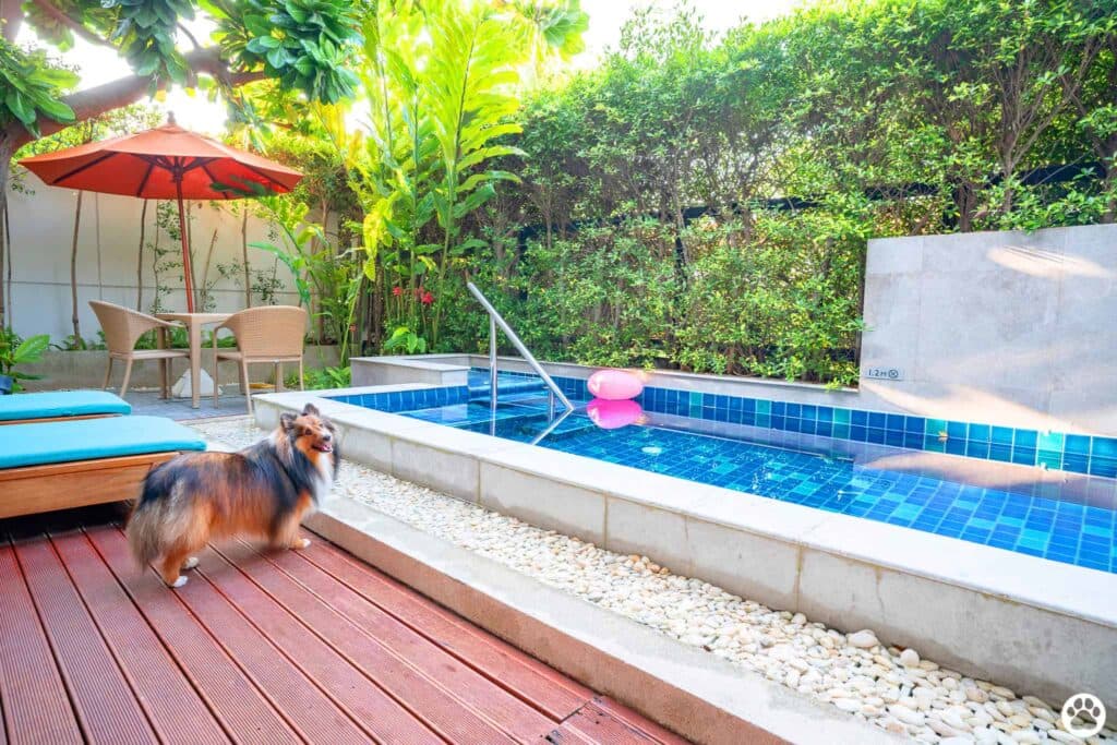Avani+ Hua Hin สุนัขพักได้ กับ 16 ข้อดี Pet Friendly ดีที่สุดแห่งหนึ่งในไทย (รีสอร์ท 5 ดาว) 2 Avani+ Hua Hin สุนัขพักได้ กับ 16 ข้อดี Pet Friendly ดีที่สุดแห่งหนึ่งในไทย (รีสอร์ท 5 ดาว) 2
