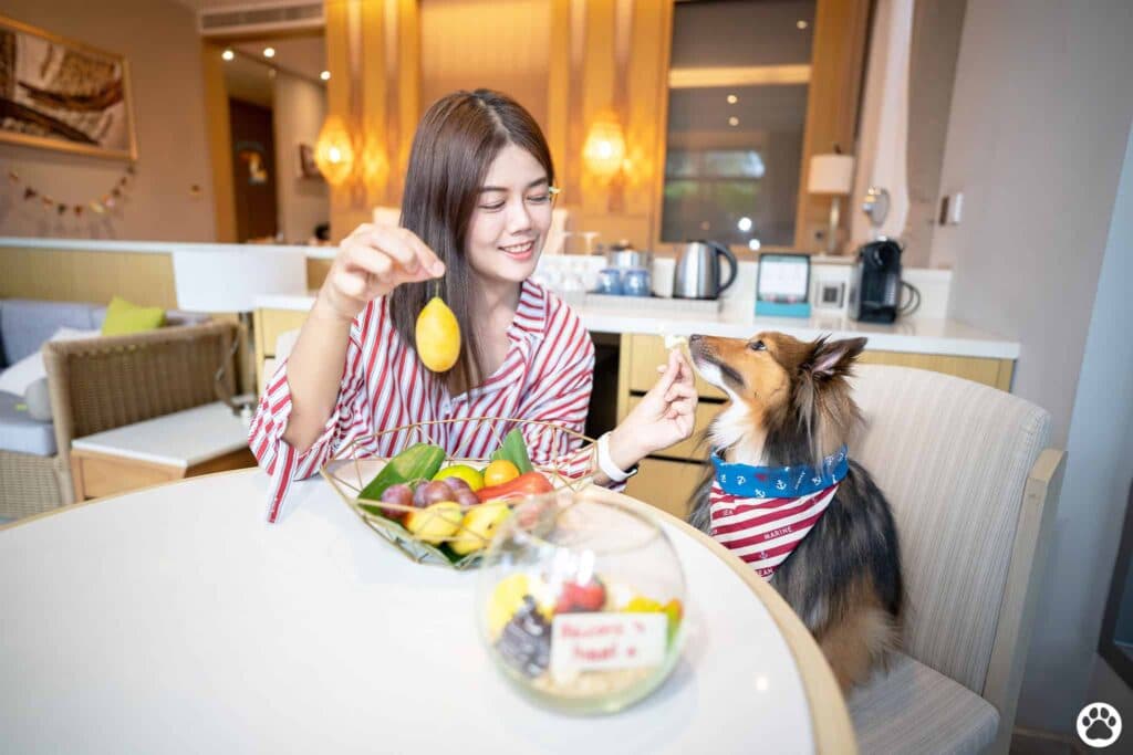 Avani+ Hua Hin สุนัขพักได้ กับ 16 ข้อดี Pet Friendly ดีที่สุดแห่งหนึ่งในไทย (รีสอร์ท 5 ดาว) 83 Avani+ Hua Hin สุนัขพักได้ กับ 16 ข้อดี Pet Friendly ดีที่สุดแห่งหนึ่งในไทย (รีสอร์ท 5 ดาว) 82