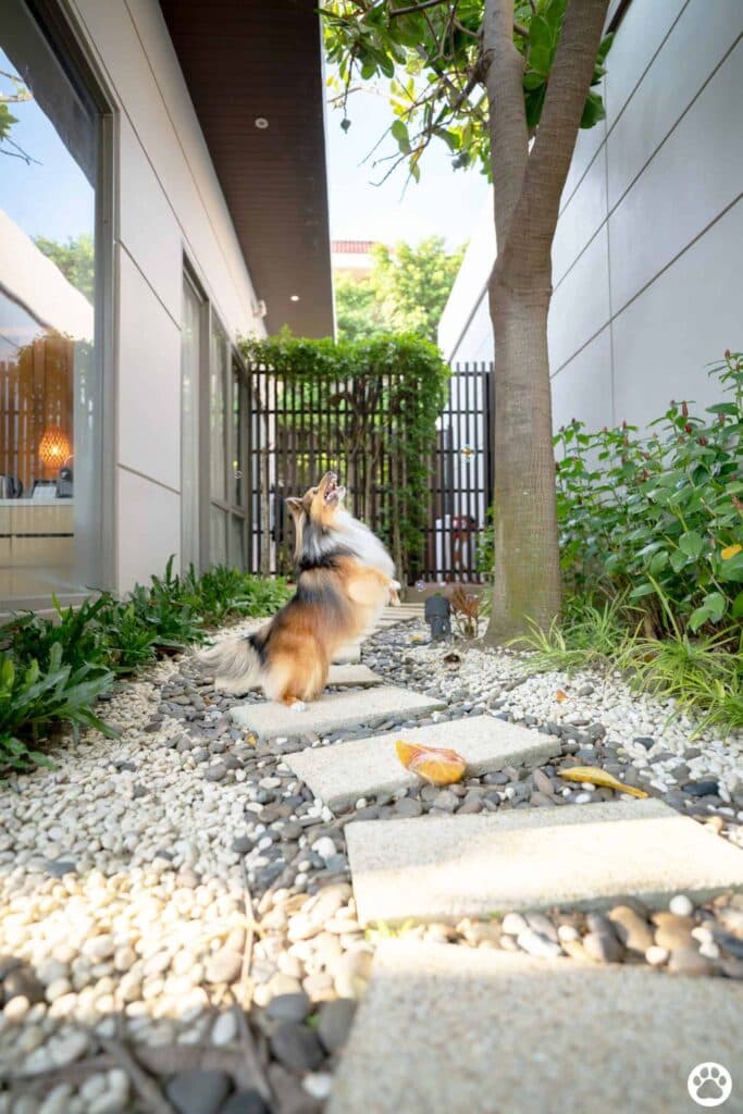 Avani+ Hua Hin สุนัขพักได้ กับ 16 ข้อดี Pet Friendly ดีที่สุดแห่งหนึ่งในไทย (รีสอร์ท 5 ดาว) 27 Avani+ Hua Hin สุนัขพักได้ กับ 16 ข้อดี Pet Friendly ดีที่สุดแห่งหนึ่งในไทย (รีสอร์ท 5 ดาว) 27