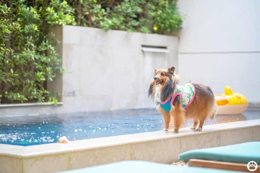 Avani+ Hua Hin สุนัขพักได้ กับ 16 ข้อดี Pet Friendly ดีที่สุดแห่งหนึ่งในไทย (รีสอร์ท 5 ดาว) 74 Avani+ Hua Hin สุนัขพักได้ กับ 16 ข้อดี Pet Friendly ดีที่สุดแห่งหนึ่งในไทย (รีสอร์ท 5 ดาว) 73